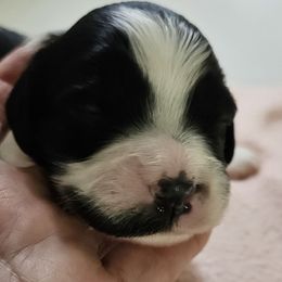 Girl 3 - Black and white female Cavapoo puppy in Grayville, Illinois from Debs Doodles, Cavapoos, Cavadoodles
