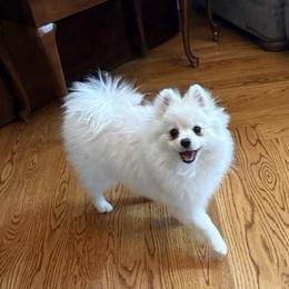 Coco - Pomeranian