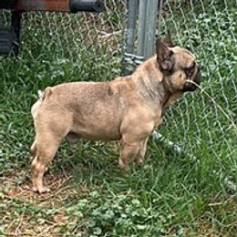 Epic - French Bulldog