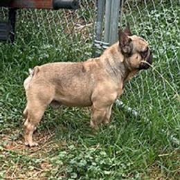 Epic - French Bulldog