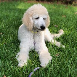 Poodle Puppies from Ocala Standard Poodles