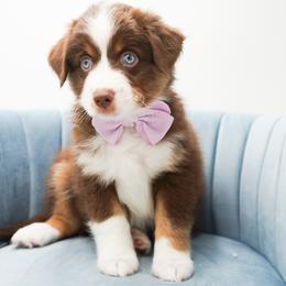Golden Retriever, Miniature American Shepherd, and Siberian Husky Puppies from HuskiesAndGoldensWithFinesse