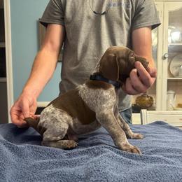 Blue boy - Liver roan male German Shorthaired Pointer puppy in Sylvania, Alabama from Turner’s Delightful Dachshund Farm & German Short Hair Pointers