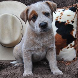 Waylon - Red speckled male Australian Cattle Dog puppy in Quapaw, Oklahoma from Hudsons Australian Cattle Dogs
