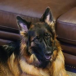 Breeze - German Shepherd