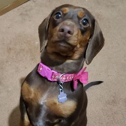 Winnie - Dachshund