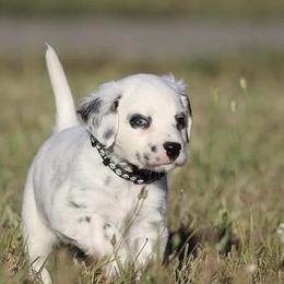 Boy 4 - Dalmatian puppy in Cottage Grove, Oregon from Hidden Hills Dalmatians