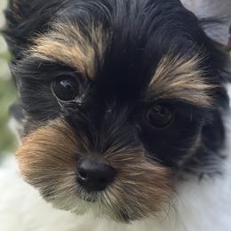 Biewer Terriers, Cavalier King Charles Spaniels, and Cavapoos from Happy Tails