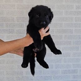 Castiel - Black male German Shepherd puppy in Winston Salem, North Carolina from Samtastic Shepherds
