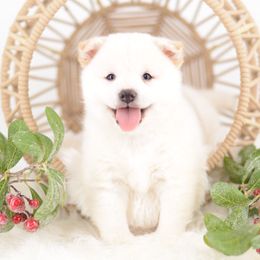 Ichio Cream Boy - Cream male Shiba Inu puppy in Neosho, Missouri from Sunny Terrace Shibas