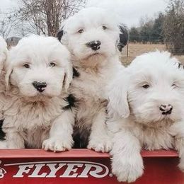 Aussiedoodles, Goldendoodles, Pembroke Welsh Corgis, and Sheepadoodles from The Puppy Stables
