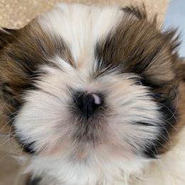 Shih Tzu Puppies from Prestige Shih Tzu Family