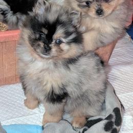Moon - Blue merle female Pomeranian puppy in Danielsville, Georgia from PassionatePomPoms
