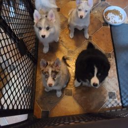 Pomsky Puppies from Ultimate Pomskies LLC