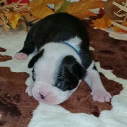 Blue Ribbon Female - Black and white female Boston Terrier puppy in Cedar Hill, Texas from Baldwins Boston Terriers