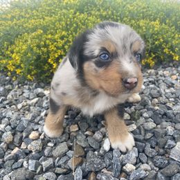 Australian Shepherd Puppies from Rocky Mountain Aussies