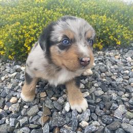 Australian Shepherd Puppies from Rocky Mountain Aussies
