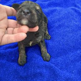 Royal blue boy 1950 - Chocolate merle male Bernedoodle puppy in Lafayette, Alabama from Williams Lake Kennels