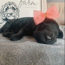 Goldendoodle Puppies from Lady Doodle Farm