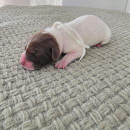 White Girl - Liver and white female German Shorthaired Pointer puppy in Nampa, Idaho from Heart Mountain Cavaliers & Floating Feathers Kennel