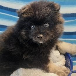 Pomeranian and Pomsky Puppies from Amazing High Desert Pomskys