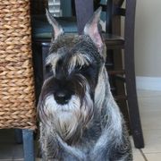 Alice - Standard Schnauzer