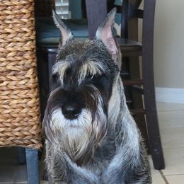 Alice - Standard Schnauzer