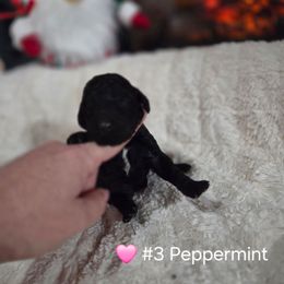 Pepermint - Black female Poodle puppy in Osage Beach, Missouri from Pups Are Us