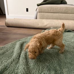 Gray collar - Poodle puppy from Plateau Family Poodles