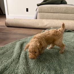 Gray collar - Poodle puppy from Plateau Family Poodles
