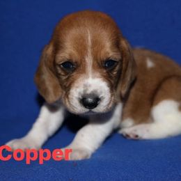 Basset Hound Puppies from Great Lakes Kennel