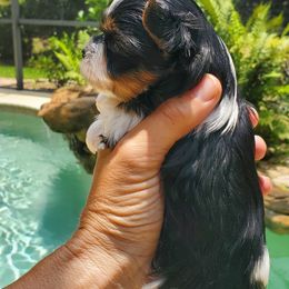 Yorkshire Terrier Puppies from Cottage House Yorkies