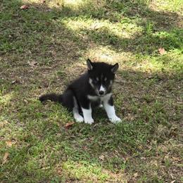 Alpha - Black and white male Siberian Husky puppy in Lakeland, Florida from Husky Breeder of Central Florida