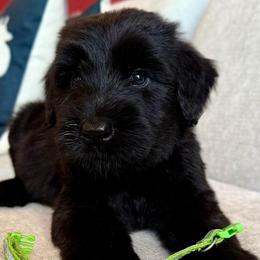 Boy 6 - Black male Giant Schnauzer puppy in Wildomar, California from My Angel Schnauzers