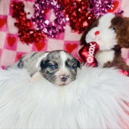 Sniper - Blue merle female Miniature Australian Shepherd puppy in Wauchula, Florida from Sun & Moon Aussies