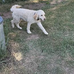 Goldendoodle All Grown Up from Elevation Goldens