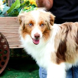 Poodles and Toy Australian Shepherds from High Desert Companions