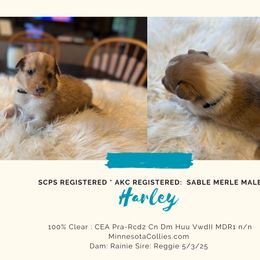 Harley - Sable merle and white male Collie puppy in Plato, Minnesota from Minnesota Collies