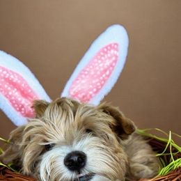 Goldendoodle All Grown Up from Golden Hearted Goldendoodles