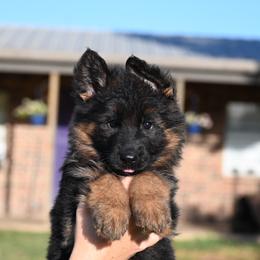 Rain - Black and red female German Shepherd puppy in Azle, Texas from Alsup German Shepherds