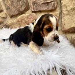 Yellow Male - Black tan and white male Basset Hound puppy in Clinton, Tennessee from High Hopes Hounds