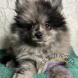 AKC BAJA BLAST - Blue merle male Pomeranian puppy in Watkins Glen, New York from Wicked Spirits Pomeranians