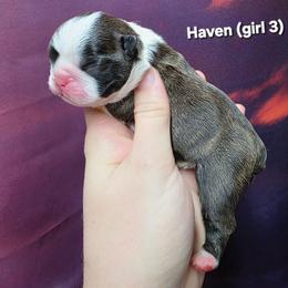 Haven (Girl 3) - Black brindle and white female Boston Terrier puppy in Denver, Colorado from Diamonds In The Ruff Boston Terriers