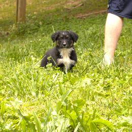 Australian Shepherd Puppies from Lovable Little Aussies
