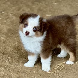 Maui - Red tri male Toy Australian Shepherd puppy in College Station, Texas from South Paw Toy Aussies