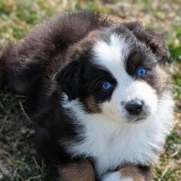 Banjo - Black tri-color male Australian Shepherd puppy in Falcon, Missouri from Edge Farm LLC