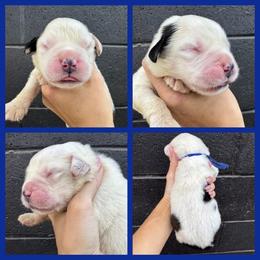 Blue - Mahogany and white male Saint Bernard puppy in Ladysmith, Wisconsin from Northwoods Saint Bernards