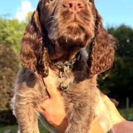 Quart - Liver white and roan male English Springer Spaniel puppy in Bay City, Wisconsin from Springer Hills Farm