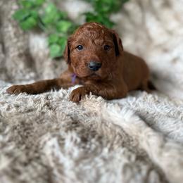 Hippo - Red  female Goldendoodle puppy in Harrisburg, Oregon from Dolly’s Doods