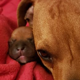 Bull Terrier and Staffordshire Bull Terrier Puppies from Courstaff Staffords